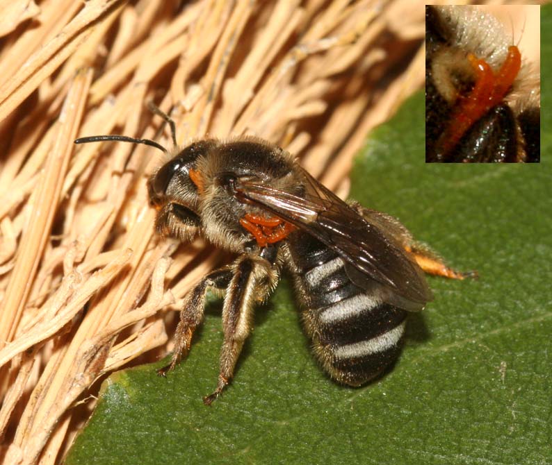 Meloe violaceus - una vita pericolosa